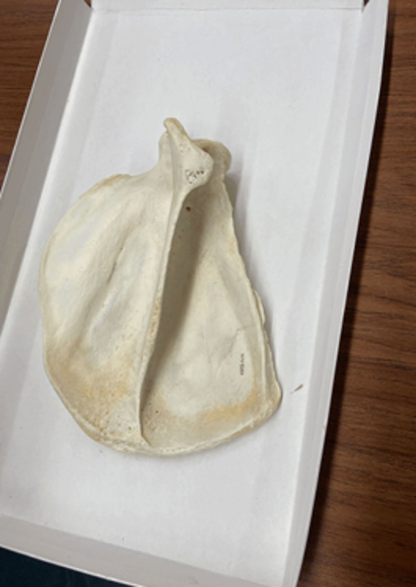 <p>shoulder bone</p>