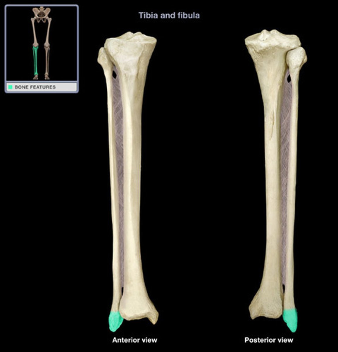 <p>forms the lateral bulge of the ankle and articulates with the talus</p>