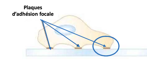 <p></p><ul><li><p>Site où la cellule se <strong>fixe à la matrice extracellulaire</strong></p></li><li><p>Composé d’<strong>intégrines</strong> reliées à l’actine via <strong>taline, vinculine, α-actinine</strong></p></li><li><p>Sert de <strong>point d’ancrage et de signalisation</strong> pour la traction</p></li></ul><p></p>