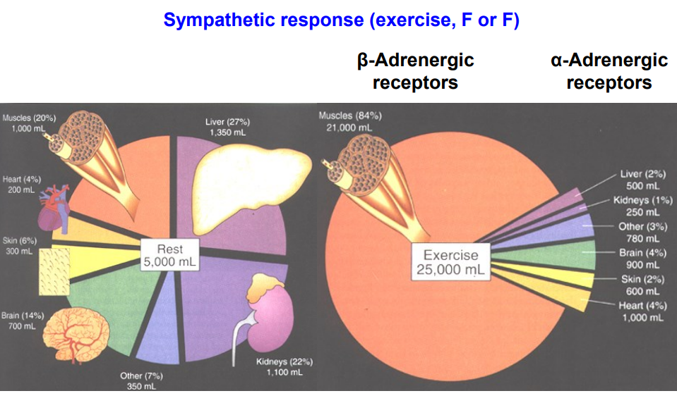 <p>- sympathetic response (exercise, Fight or Flight)</p><p>- noradrenaline is binding to alpha adrenergic receptors and those alpha adrenegic receptors are causing vasoconstriction to the areas on diagram where the percentage has gone down</p><p>- the only way we can concurrently increase blood flow to other areas is to not have alpha receptors on them. if we dont get alpha receptors on skeletal muscle we dont get vasoconstriction</p><p>- we can increase blood flow to skeletal muscle through beta receptors</p><p>- whats gonna happen is if you inject someone with adrenaline you'll get vasoconstriction in areas with alpha receptors and vasodilation in areas with beta receptors</p>