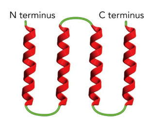 <p>4 alpha helices connected by short loops</p>