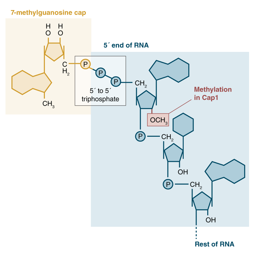 the cap is called m7G cap, and is a guanine nucleotide with a methyl group at the 7th residue. Caps binds to the 5’ end of mRNA.


1. Triphosphotase chops off a phosphate group from the 5’ end of the mRNA (recall the triphosphoate that hangs off every mRNA strand)
2. GTP is converted to **GMP**. This GMP is just the guanine nucleotide but with only one phosphate group. This Guanine is added to this 5’ end, and guanine and phosphate are connected via a **5’ to 5’ linkage.**
3. **Methyl group** added to 7th residue of guanine. Could also be added to ribose instead of guanine.

This cap protects RNA from exonuclease attacks and increases translational efficiency by allowing the ribosome to recognize the mRNA via that cap. It also binds to translation initiation factors.