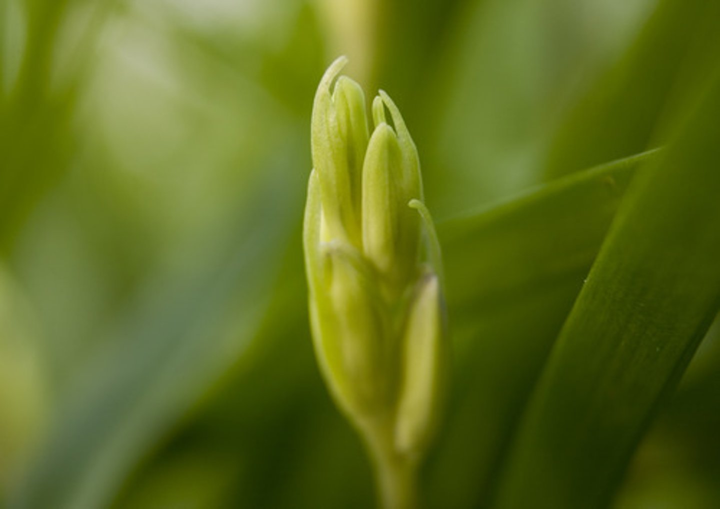 <p>(adj) non trẻ, mới chớm nở (=budding)</p>