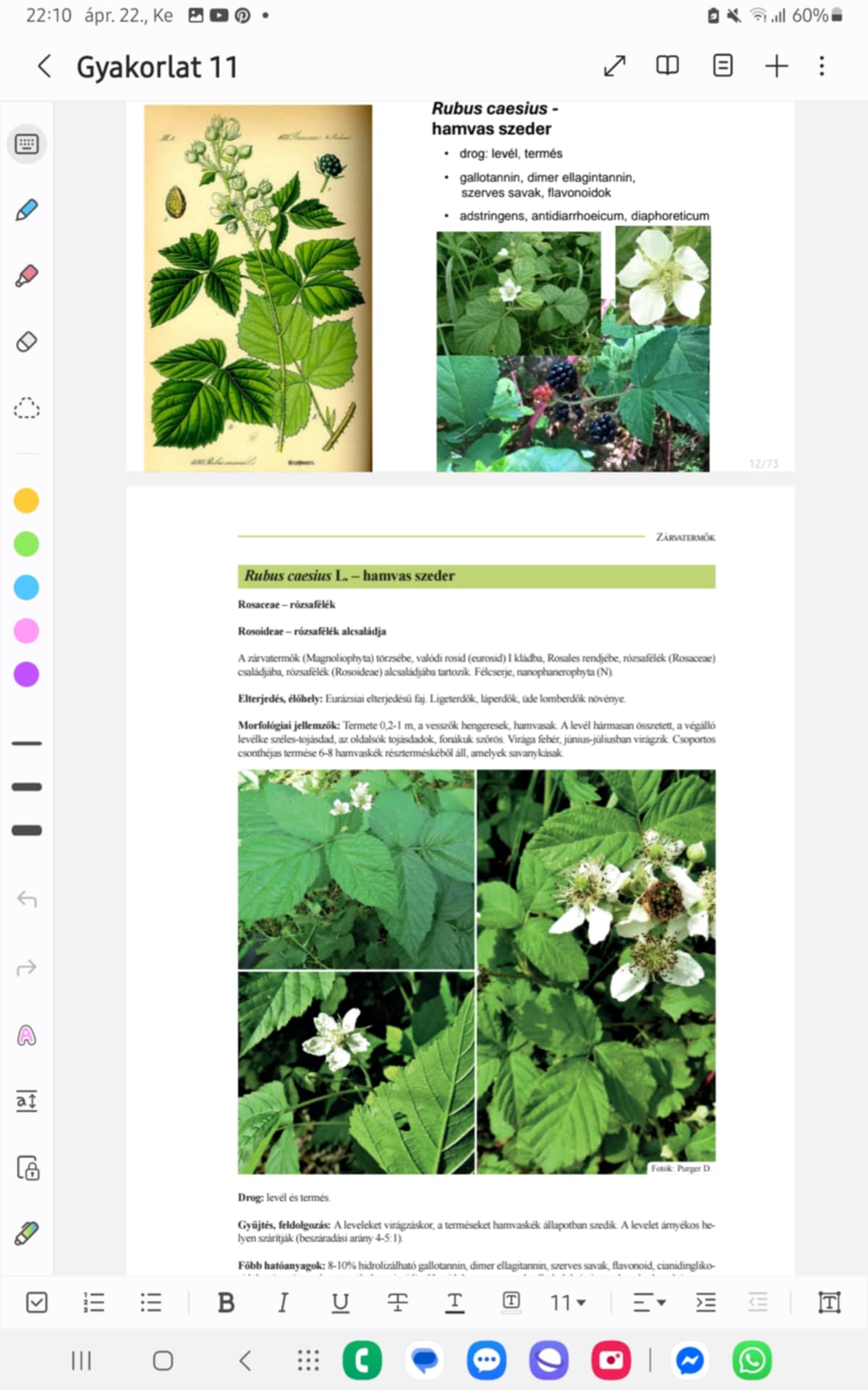 <p><strong>HAMVAS SZEDER</strong></p><p><strong>Család, alcsalád, faj:</strong></p><p>Rosaceae - rózsafélék családja</p><p>Rosoideae - rózsafélék alcsaládja</p><p><strong>Előfordulás:</strong> Eurázsiában elterjedt → ligeterdőkben, láperdőkben, üde lomberdőkben</p><p><strong>Morfológia:</strong></p><ul><li><p>félcserje, nanophanerophyta</p></li><li><p>0,2-1 m magas, hengeres, hamvas vesszők</p></li><li><p>LEVÉL: hármasan összetett → LEVÉLKE: végálló - széles-tojásdad, oldalsó - tojásdad, szőrös fonákkal</p></li><li><p>VIRÁGZAT: fehér virág, jún.-júl.</p></li><li><p>TERMÉS: csoportos csonthéjas termés 6-8 hamvaskék, savanykás részterméskéből</p></li></ul><p><strong>Drog:</strong> levél, termés</p><p><strong>Hatóanyag:</strong> gallotannin, dimer ellagintannin, szerves savak, flavonoidok, ciánglikozidok; gyümiben: ciáng., szerves savak, alkoholok, cukrok, pektin</p><p><strong>Alkalmazás: </strong>adstringens, antidiarrhoeicum, diaphoreticum, garatöblögető, élvezeti tea, lekvár (antiox.)</p><p><strong>Gyűjtés:</strong> levelek virágzáskor → árnyákban szárítva, termések hamvaskéken</p>
