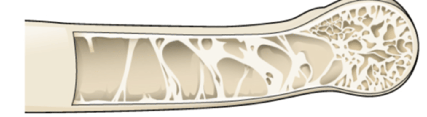 <p>air filled cavity lined by mucous membranes ex skull (has some) and maxilla</p>
