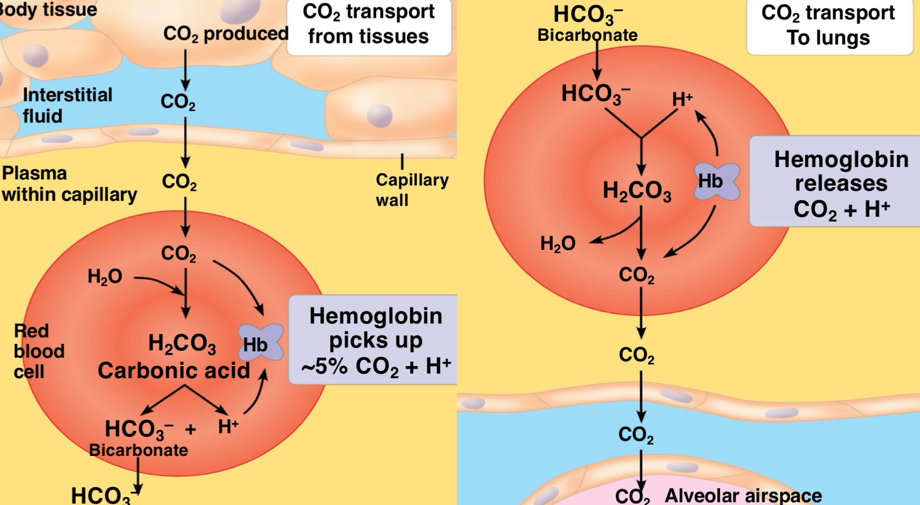 <p>At the tissue.</p><ol><li><p>Diffuses from tissue, through the capillary, and into red blood cells.</p></li><li><p>Carbonic anhydrase catalyzes the reaction to turn CO<sub>2</sub> to H<sub>2</sub>CO<sub>3</sub>, with some hemoglobin picking up a bit of CO<sub>2</sub> and protons.</p></li><li><p>H<sub>2</sub>CO<sub>3</sub> dissociates into HCO<sub>3</sub><sup>-</sup> and H<sup>+</sup>.</p></li></ol><p>Move to respiratory surface.</p><ol><li><p>Carbonic anhydrase catalyzes the reverse reaction of turning H<sub>2</sub>CO<sub>3</sub> back into CO<sub>2</sub>.</p></li><li><p>CO<sub>2</sub> diffuses from red blood cells to alveolar airspace.</p></li></ol>