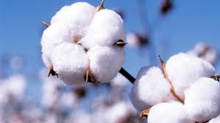 <p>chúnmián</p><p>100% cotton</p>