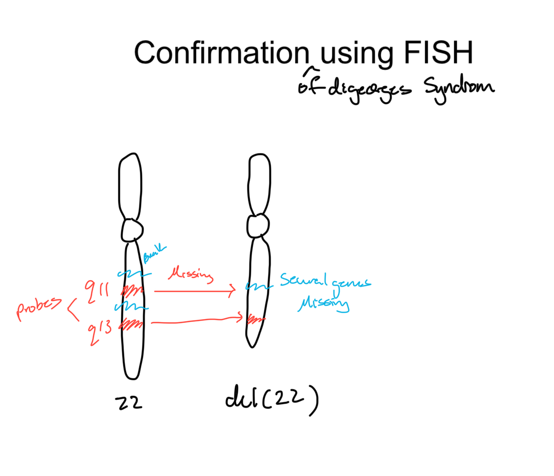 <p>Probe to 22q11 (region we are testing for presence of) + 22q13 (control, should be present regardless)</p><p></p>