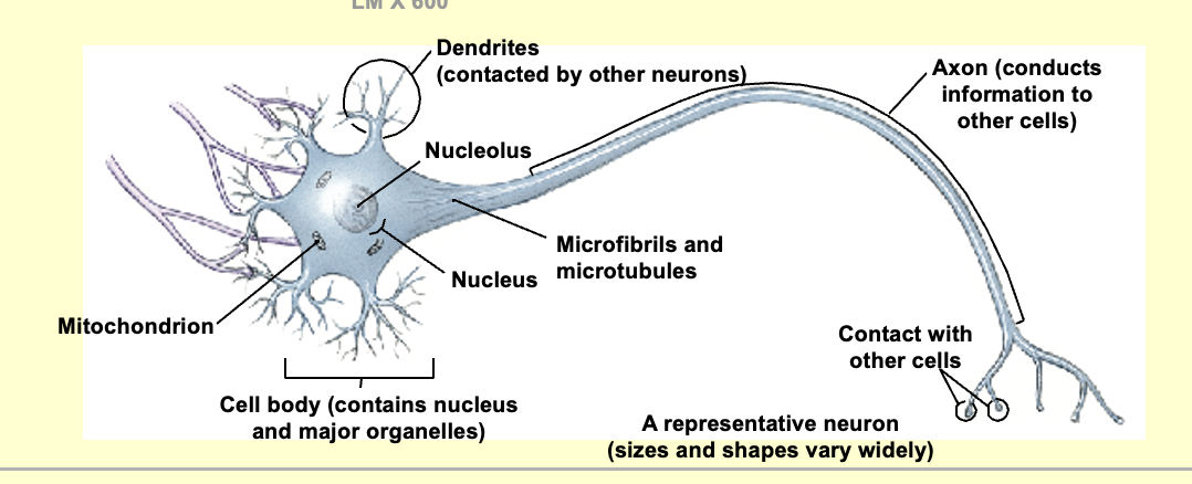 1. neurons
2. neuroglia -> separate and protect neurons 
