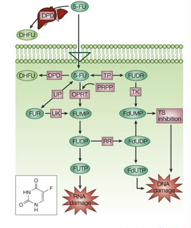 <p>carrier mediated transport into the cell</p><p>converted to ribosyl and deoxyrybosyl nucleotide metabolites and incorporated into RNA and DNA</p><p>inhibits thymidylate synthase (TS) → decreases thymidine synthesis → decreases DNA synthesis</p>