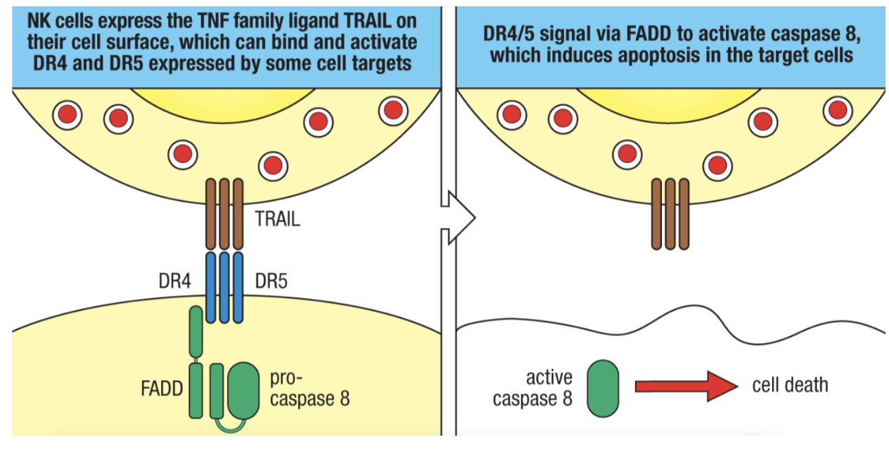 <ul><li><p>activating receptors</p><ul><li><p>recognize ligands upregulated by stressed or infected cells (PRR signaling, DNA damage, metabolic stress, heat shock, increased proliferation, etc.)</p></li><li><p>TRAIL binds to death receptors on target cells</p></li><li><p>induce cytokine production and cytotoxicity</p></li></ul></li></ul><p></p>