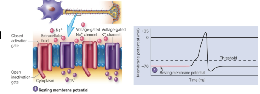 <p>Na+ gated channels and most K+ gated channels are closed. The outside of the plasma membrane is positively charged compared to the inside</p>