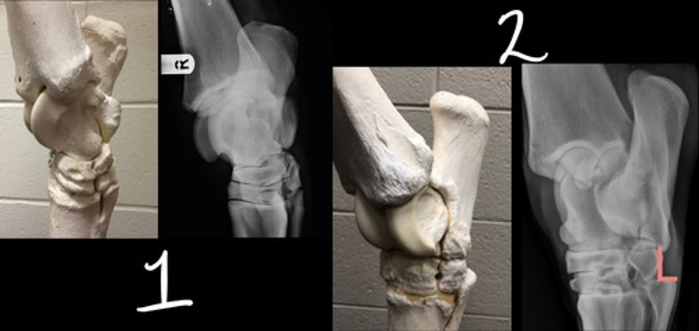 <p>Which radiographic view is represented by #1?</p>