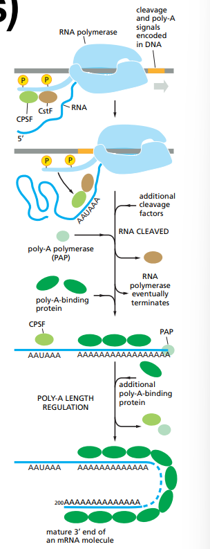 <ul><li><p>There are signals encoded in the genome which get recognised by RNA-binding-proteins and RNA-processing enzymes.</p></li><li><p>CstF and CPSF, 2 enzymes, bind their recognition sequence on the RNA molecule.</p></li><li><p>The RNA is cleaved, the Poly-A polymerase binds to the signals and CstF leaves.</p></li><li><p>Poly-A polymerase adds ~200 Adenine nucleotides ate the end of the sequence and at the same time poly-A binding proteins bind to the poly-A sequence.</p></li></ul><p></p>