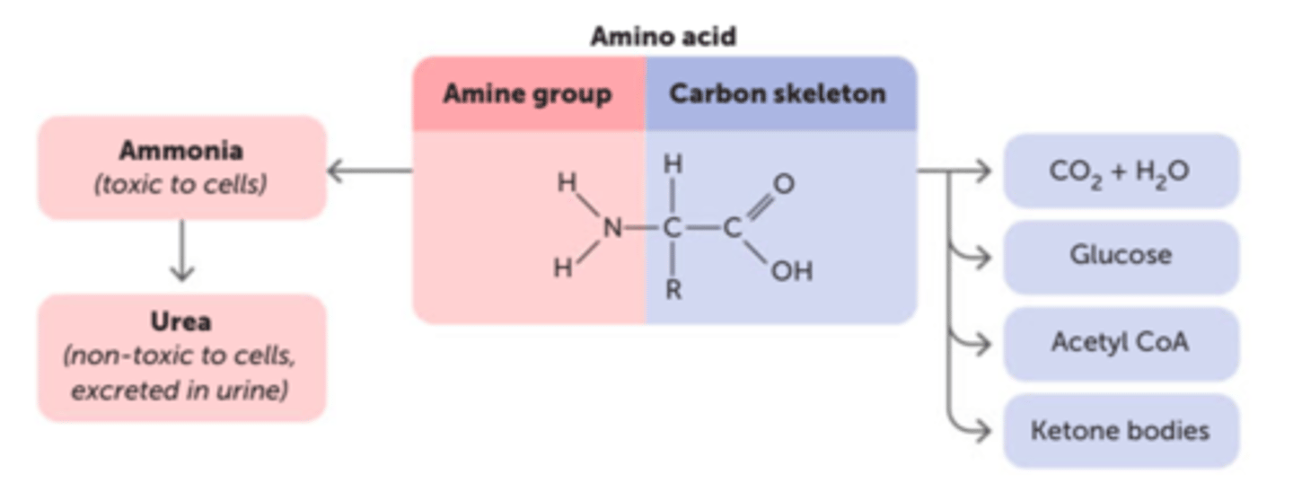 <p>the removal of the amino group from an amino acid molecule, with the aid of enzymes. this occurs when there are excess amounts of proteins, or if carbohydrates and fats have run out</p>