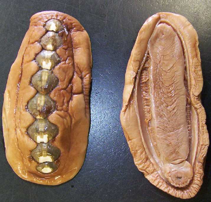 <p>phylum, class</p>