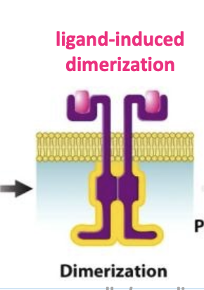 <p>process where a ligand triggers the formation of a dimer (two identical or similar molecules joined together) by binding to a receptor protein</p>