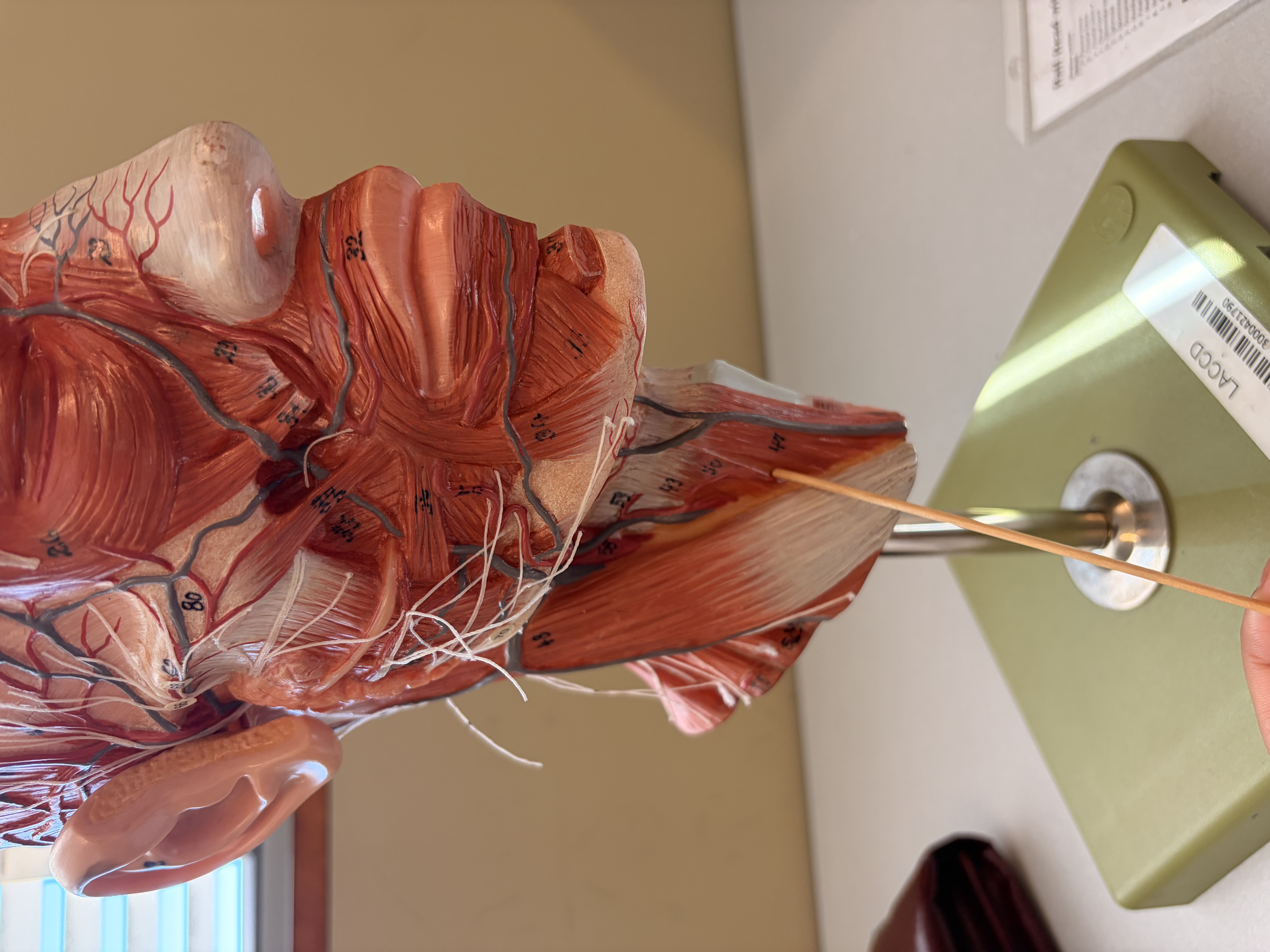 <p>What is posterior and inferior to these two muscles</p>