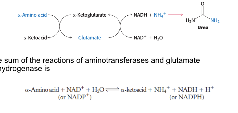 <ul><li><p>in most terrestrial vertebrates, NH4+ converted into urea → <strong>excreted</strong></p></li><li><p>sum of the reactions of aminotransferases and glutamate dehydrogenase is → second equation in image</p></li></ul><p></p>