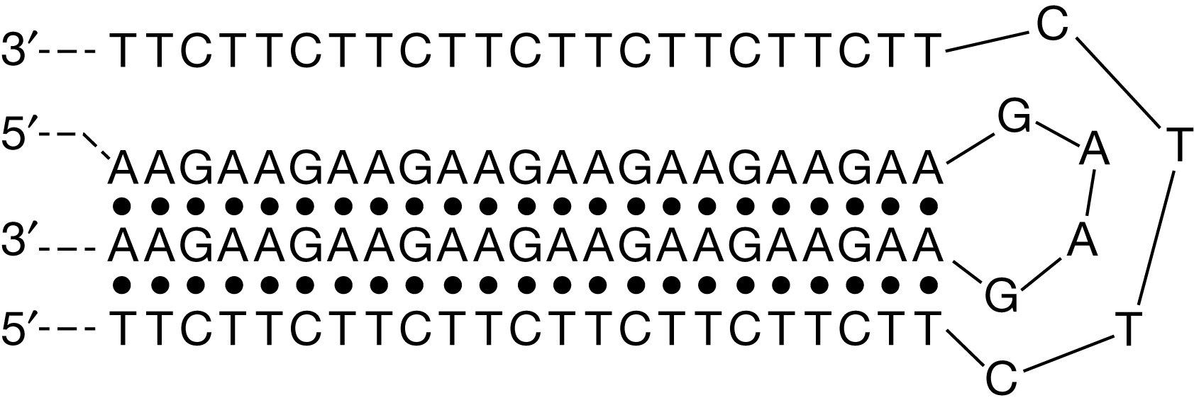 <p>(CLUSTER) Which of the following best describes the most likely effect of the formation of a triplex DNA structure (Figure 3) on the synthesis of the frataxin protein?</p><p>A) The binding of the ribosome to the mRNA is prevented, resulting in a decrease in frataxin translation.</p><p>B) The DNA will not degrade in the cytoplasm, leading to an increase in frataxin translation.</p><p>C) RNA polymerase is prevented from binding to the DNA, resulting in a decrease in frataxin mRNA transcription.</p><p>D) The protein will include extra amino acids, resulting in a protein with an altered secondary structure.</p>