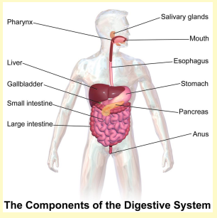 Major Structure of the Digestive System