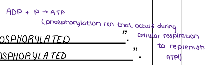 <ul><li><p><u>ENDERGONIC</u></p></li></ul><p></p>