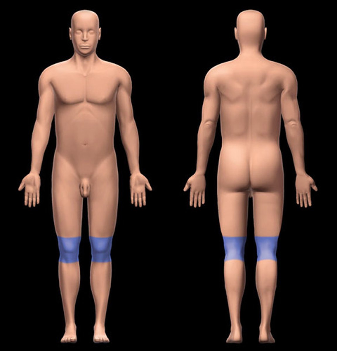 <p>Location:</p><p>Lower limb (middle)</p><p>Description:</p><p>Subdivision of lower limb</p><p>Skin, muscles, nerves, and vessels around knee joint</p><p>Includes popliteal fossa on posterior aspect</p>