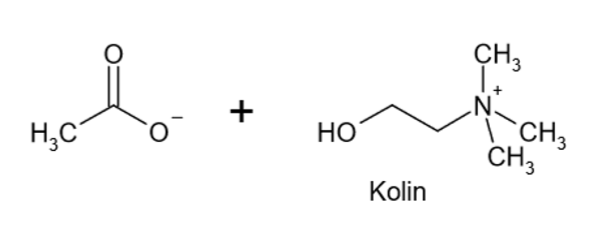 <p>Nei, stoffene er ikke aktive. Det er ikke aktivt fordi acetylkolin er den aktive metabolitten, når den spaltes så er ikke det som dannes aktivt lenger. Det samme gjelder andre antagonister eller agonister. Meningen er at de skal ligne ACH, hvis de feks spaltes så ligner de ikke lenger→ ikke aktivt</p>