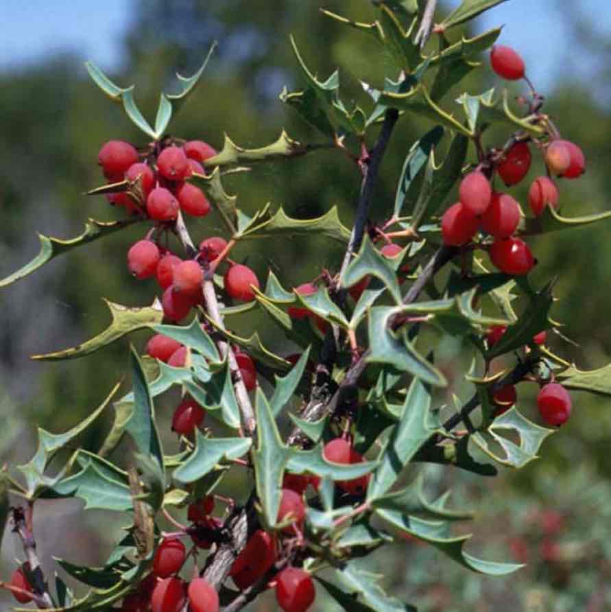 <p><img src="https://aggie-hort.tamu.edu/ornamentals/natives/shrubs/berberistri5951.jpg" alt="Texas Native Plants Database"></p>