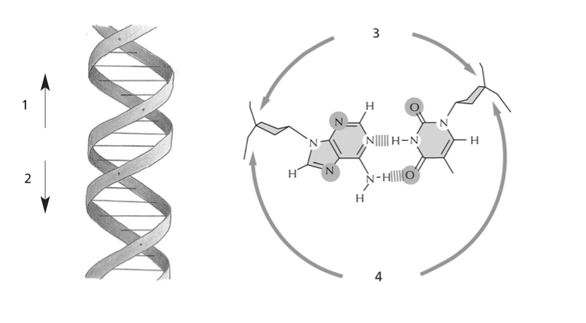 <p>The majority of transcription regulators make sequence-specific contacts with DNA in the major groove. In the two diagrams below, where are the contact surfaces that are exposed in the major groove?</p>