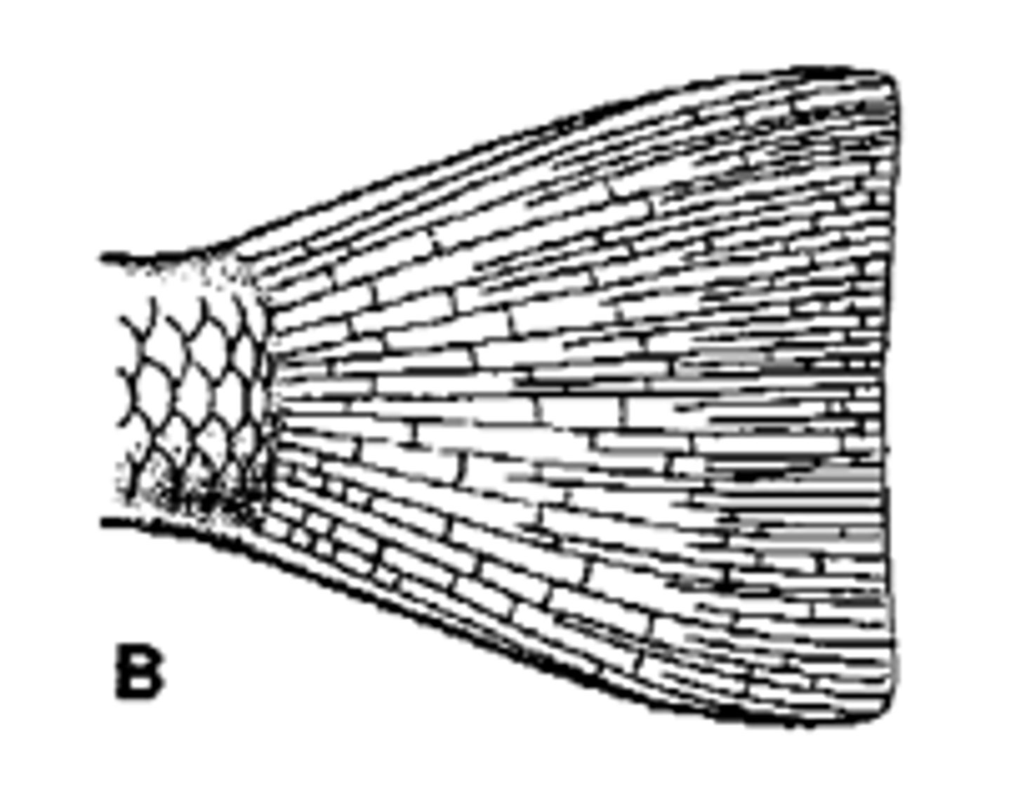 <p>mostly straight/ cubed off</p><p>-Homocercal</p>