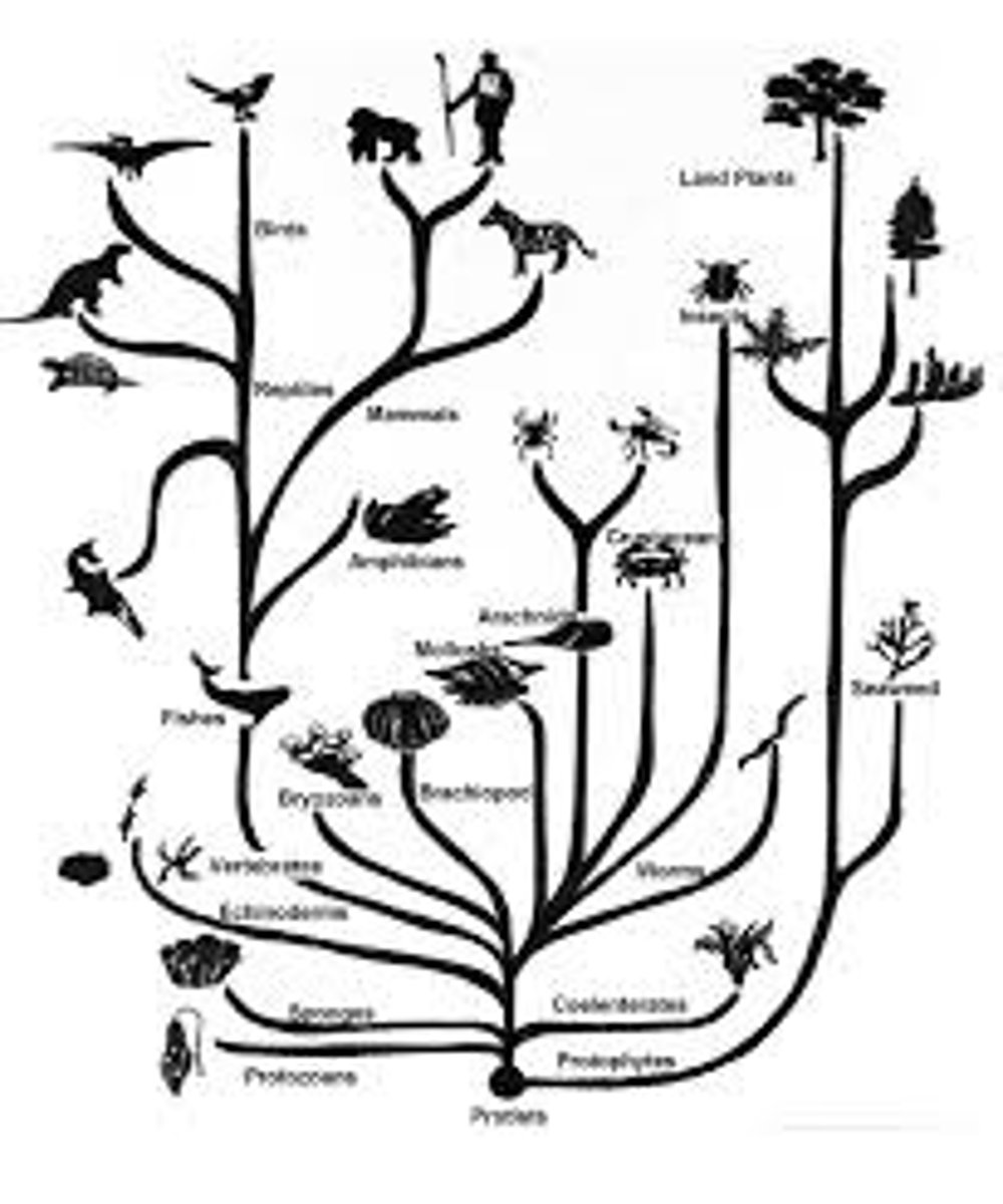 <p>The scientific explanation for the diversity of life on Earth, based on the process of natural selection.</p>