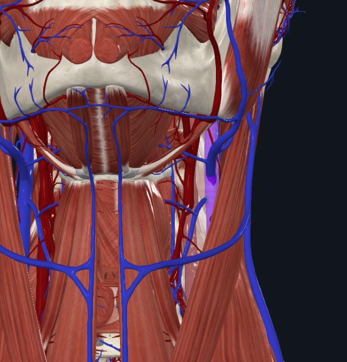 <p>What is highlighted in pink</p>