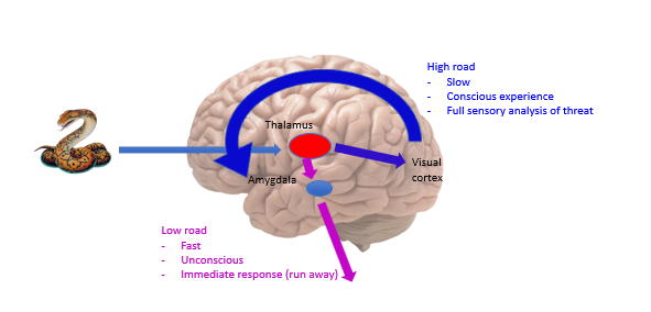 <ul><li><p><span>Information about a threatening stimulus reaches the amygdala via two pathways – the high road and low road.</span></p></li><li><p><span>information takes about 15ms to go down the low road and is fairly crude</span></p></li><li><p><span>nformation takes about 300 ms to travel down the high road and has a much higher level of detail – the sensory properties of the stimulus are analysed in the visual cortex before travelling to the amygdala</span></p></li></ul><p></p>