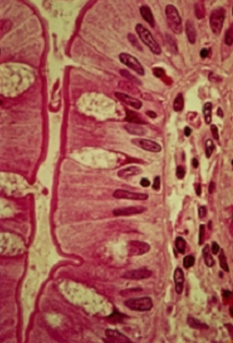<p>What is the function of the nonciliated simple columnar epithelium?</p>
