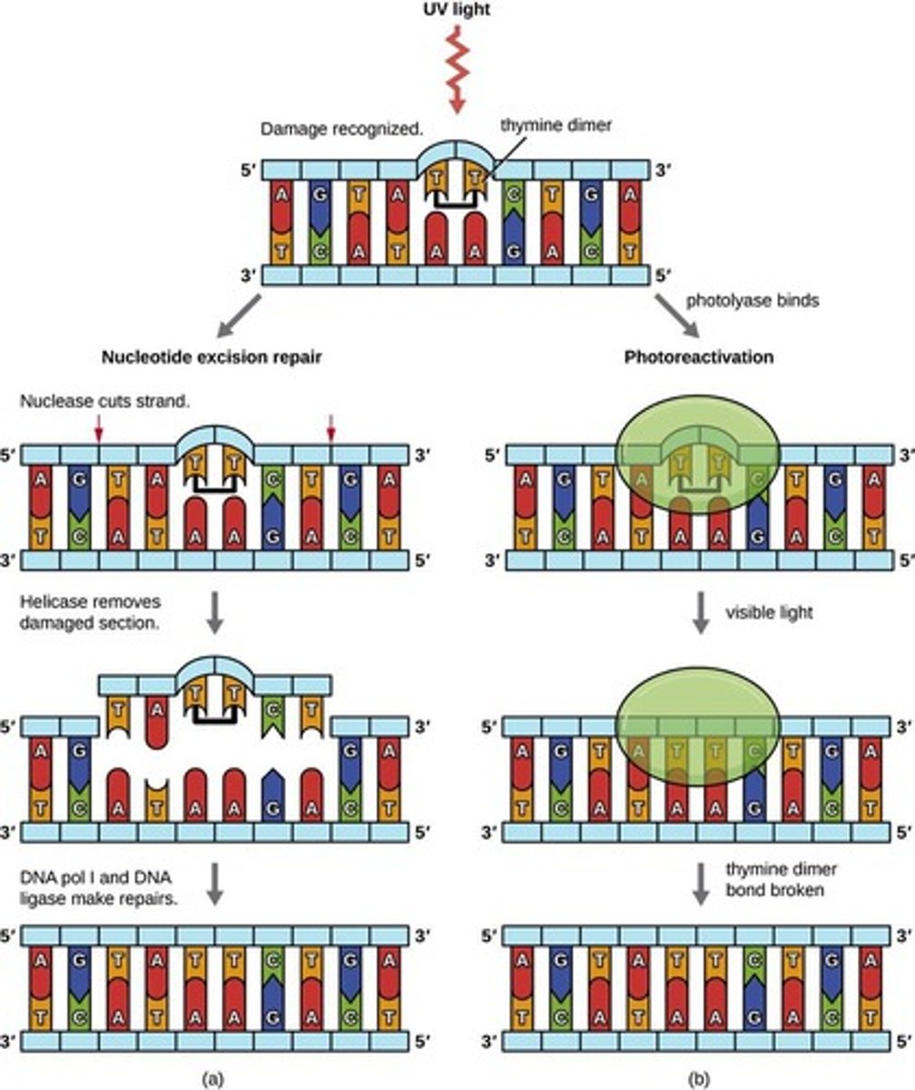 <p>Processes correcting DNA damage and mutations.</p>