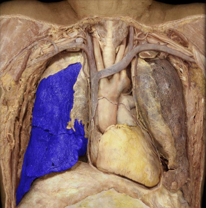 What structure is highlighted in blue?