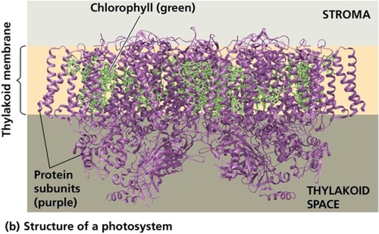 <p>Chlorophyll molecules, small organic molecules, and proteins organized into complexes in the thylakoid membrane.</p>