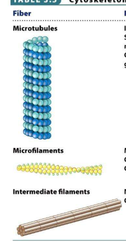 <p>Microtubules, microfilaments, intermediate filaments</p>