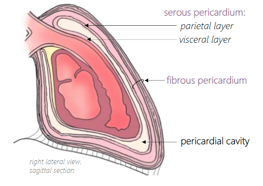 <ul><li><p>outermost, dense connective tissue, anchored to roots of great vessels, diaphragm, and thoracic wall, may be covered in pericardial fat</p></li><li><p>restricts the expansion of the heart to help direct blood out the ventricles.</p></li></ul><p></p>