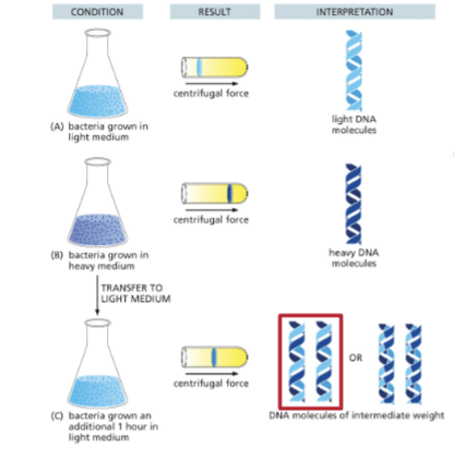 <ul><li><p>THESE RESULTS CONFIRMED THE SEMI-CONSERVATIVE MODEL</p></li><li><p>TO DISTINGUISH BETWEEN THE DISTRIBUTIVE AND SEMI-CONSERVATIVE MODELS, THE RESEARCHERS DENATURED THE DNA INTO SINGLE STRANDS AND FOUND THAT BOTH HEAVY AND LIGHT SINGLE STRANDS WERE OBSERVED</p></li><li><p>THE OBSERVATION OF DNA MOLECULES OF INTERMEDIATE WEIGHT RULED OUT THE CONSERVATIVE MODEL</p></li></ul><p></p>