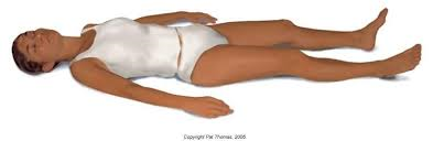complete loss of muscle tone and paralysis of all four extremities (completely nonfunctional brainstem)