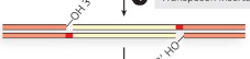 <p>The transposon is integrated into the target DNA, resulting in a double-strand break that is repaired by DNA Pol and ligase </p>