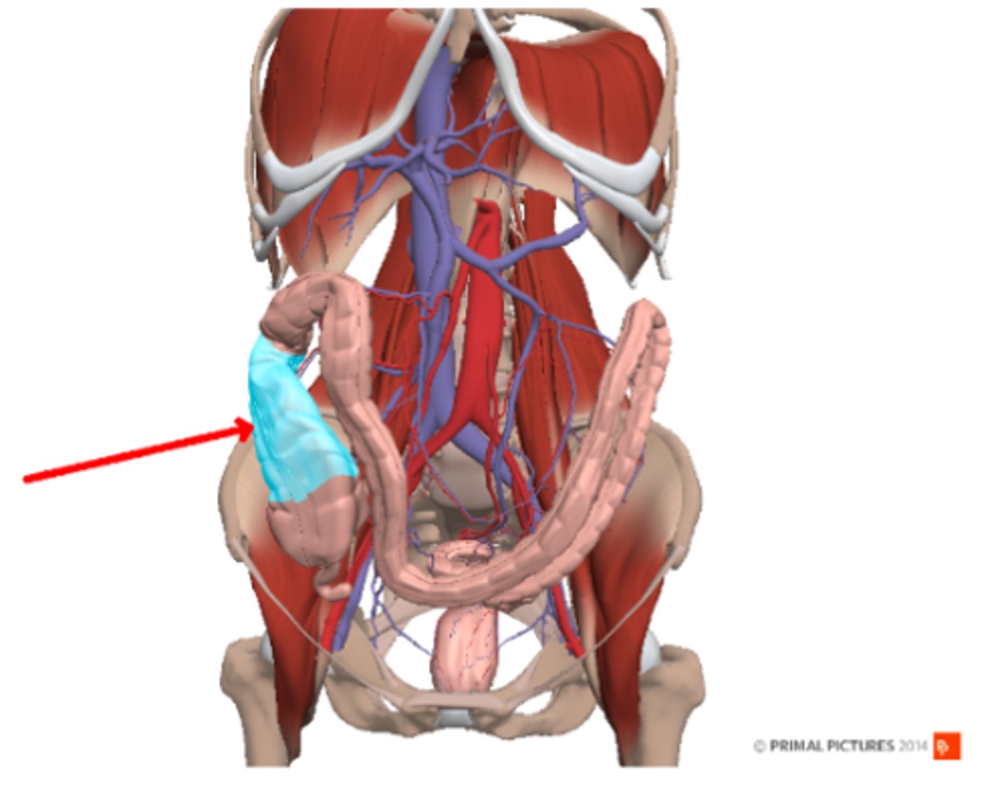 <p>Ascending colon</p>