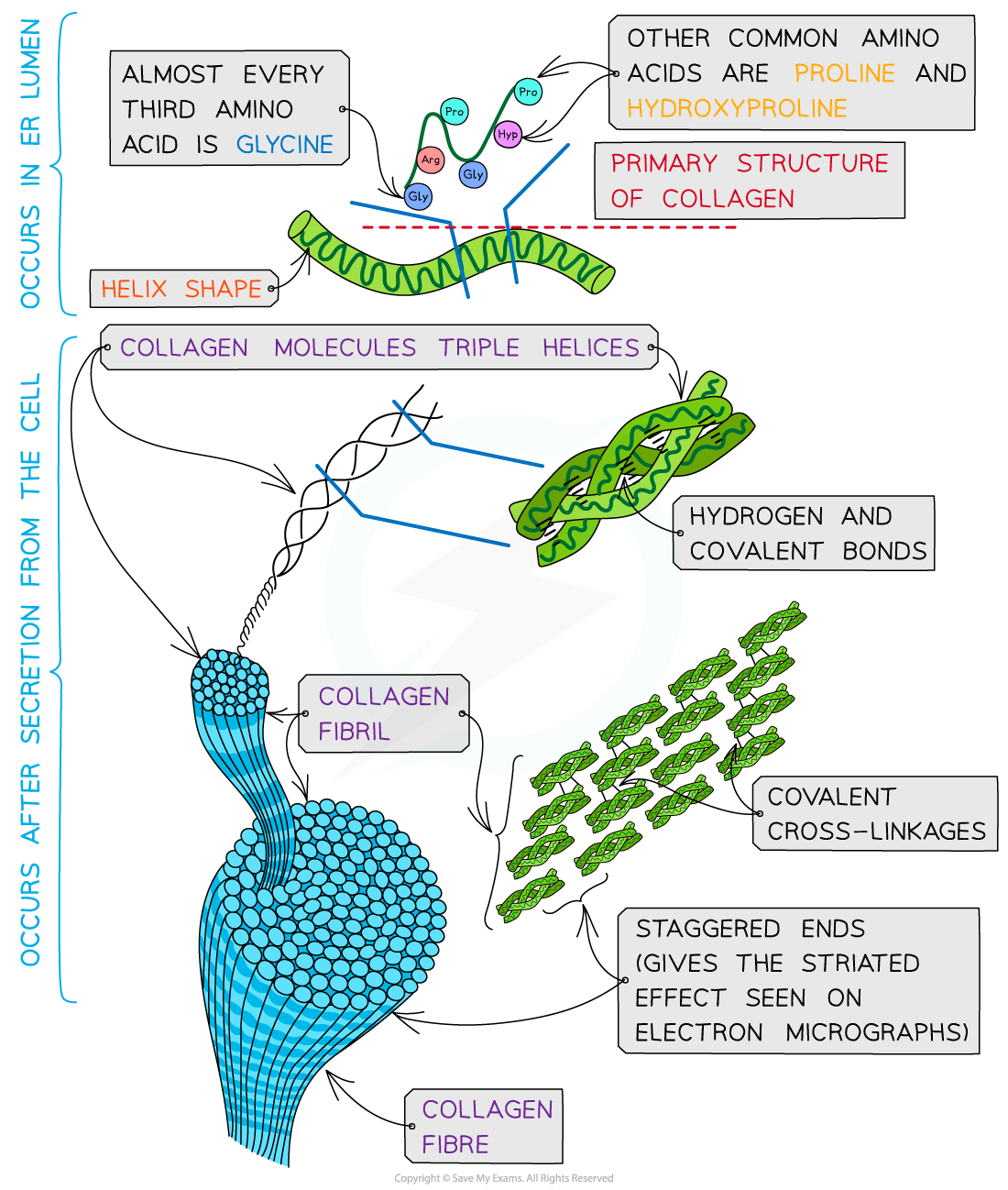 <p>Collagen (tendons, ligaments, skin, bones, cartilage):</p><p>Each molecule is three polypeptide chains wound into a triple helix.</p><p>Glycine every third residue (small side chain) allows tight packing</p><p>Hydrogen bonds stabilize the triple helix.</p><p>Molecules align staggered and cross-link to form fibrils, which bundle into fibres → very high tensile strength.</p><p></p>