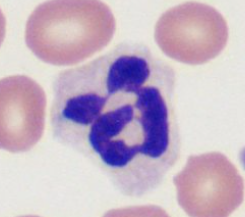<p>What is this cell? What are its activity features</p>
