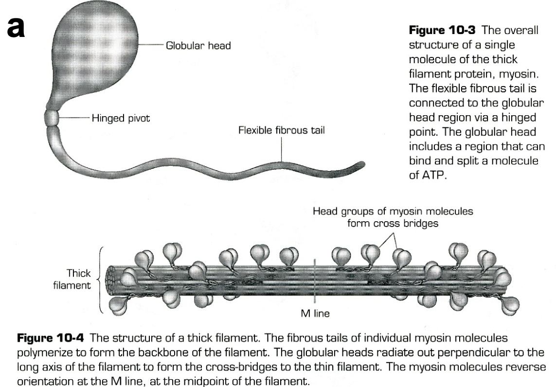 
1. Thick filament 
2. Aggregates of myosin with a long fibrous “tail”  \n connected to globular “head”
3. Globular head has

   
   1. Actin-binding site
   2. ATP-binding site
   3. Hinge on which it can pivot
   4. ATPase activity
4. Myosin cross-bridge head is the “working” part