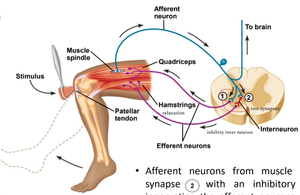 <p>Step 1: tapping the PT below the kneecap, muscle spindle is the receptor in this reflex; when stretched, action potentials are triggered and travel in afferent neurons to the spinal cord which is the integration center<br>Step 2: In the spinal cord, the afferent neuron synapses with efferent neuron that innervate the quadriceps to contract, and the leg ‘kick’ forward (extension).<br>Step 3:&nbsp;Afferent neurons from muscle spindle also synapse with an inhibitory interneuron innervating the efferent neurons going to the hamstrings causing it to relax.<br>Step 4:&nbsp;Afferent neurons also ascend to the brain, forming synapses with various interneurons.&nbsp;Simultaneous excitation of the quadriceps and inhibition of the hamstrings causes leg extension during the knee jerk reflex.</p>