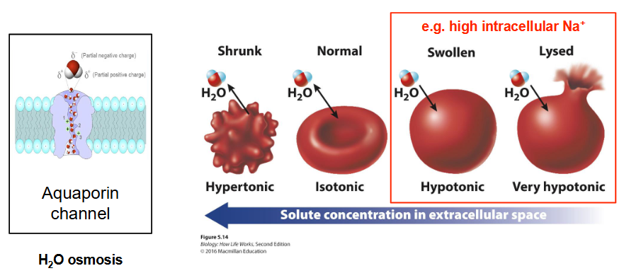 <ul><li><p class="">High intracellular Na<sup>+</sup> concentration can affect cell volume</p></li><li><p class="">Active transport mechanisms like Na<sup>+</sup>/K<sup>+</sup> pump help regulate ion balance</p></li><li><p class="">Red blood cell size changes with different solute concentrations (hypertonic, hypotonic, isotonic solutions)</p></li><li><p class="">Aquaporin channels allow water to move in/out of cells, helping maintain osmotic balance</p></li><li><p class="">Proper ion gradients prevent excessive swelling or shrinking of cells</p></li></ul><p></p>