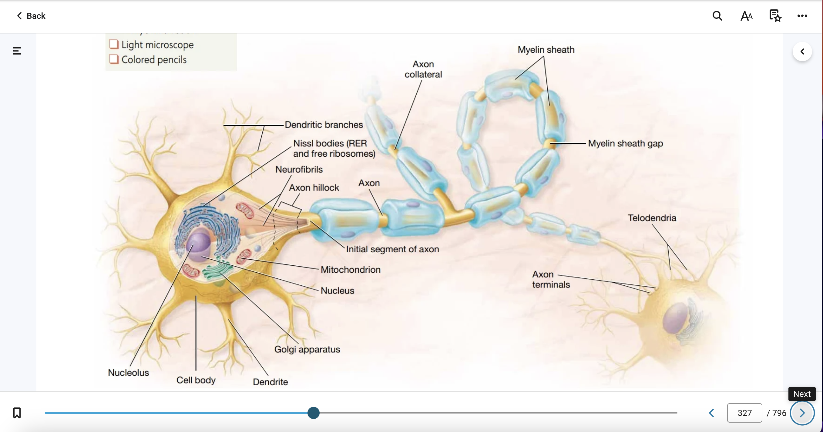 <p> A multipolar neuron</p>